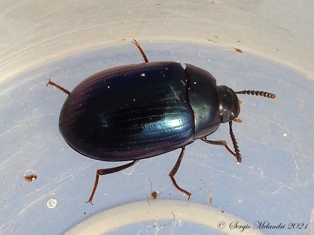 Tenebrionidae: Platydema violaceum? S.